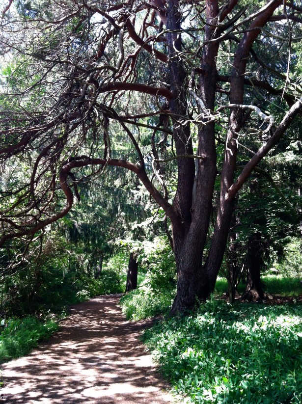 Mackworth Island's running path