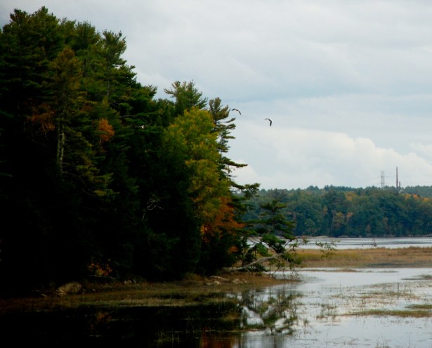 Bald Eagles in flight - Swan Island, Maine